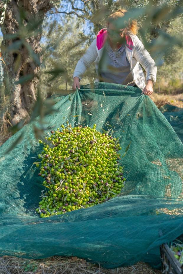 The amazing world of olive oil in a holistic experience